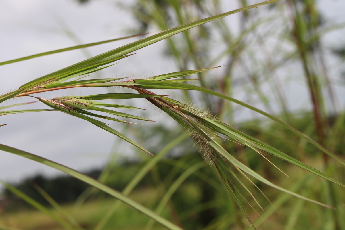 Themeda tremula (Nees ex Steud.) Hack.